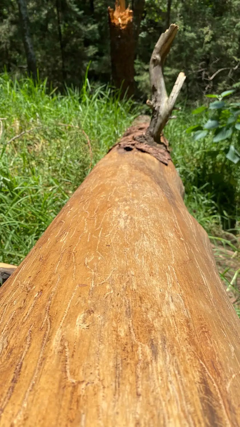 Foto de un tronco partido por un rayo en el bosque.
