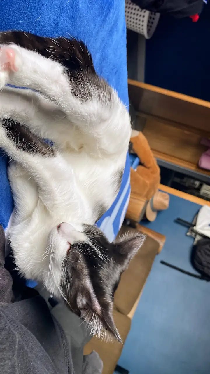 Un gatito blanco con negro mientras duerme sobre su cama azul.