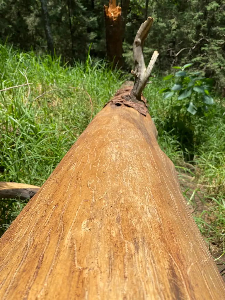 Photo of a tree trunk split by lightning in the forest.
